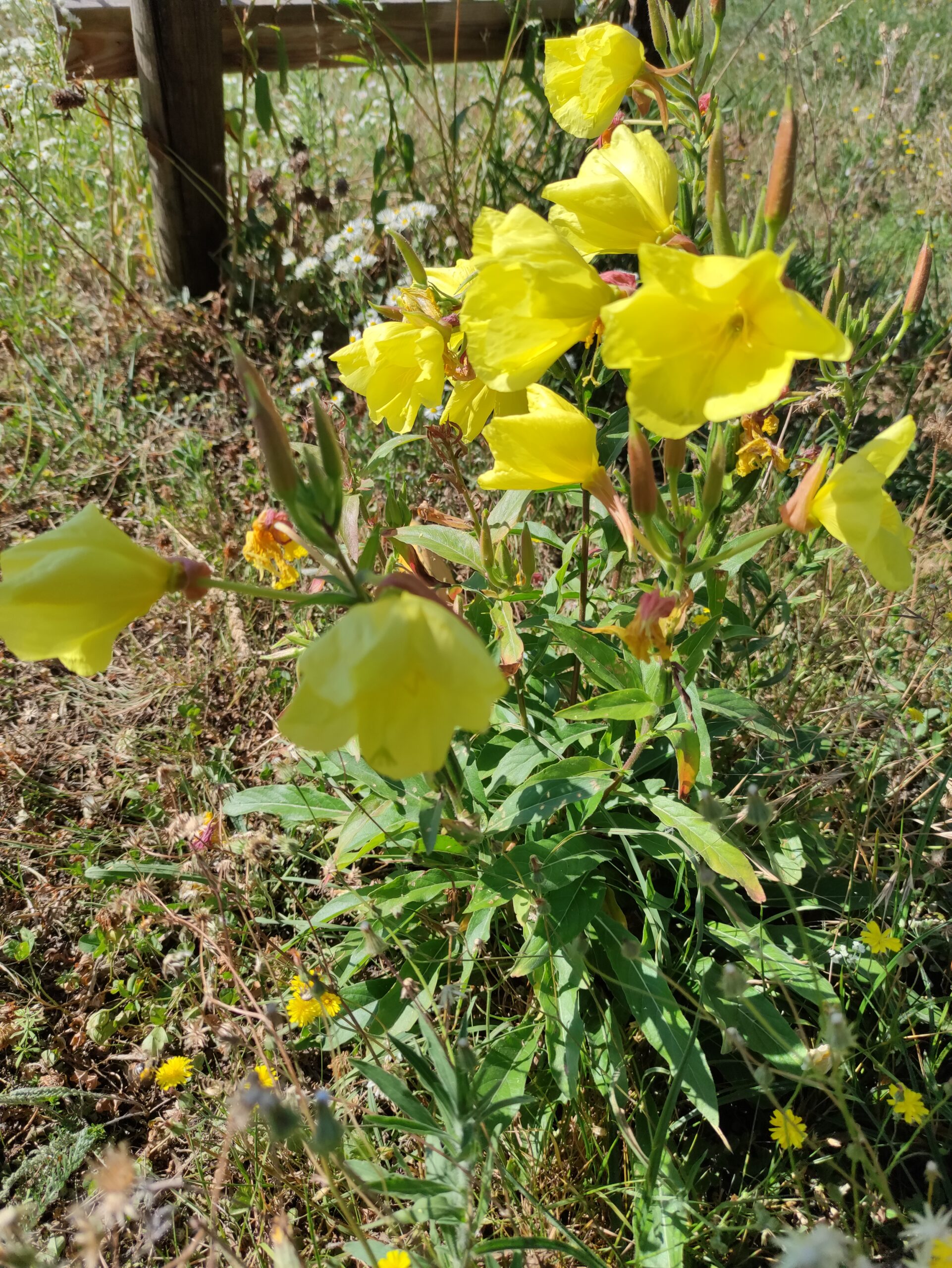 L’onagre : Une Plante aux Mille Vertus