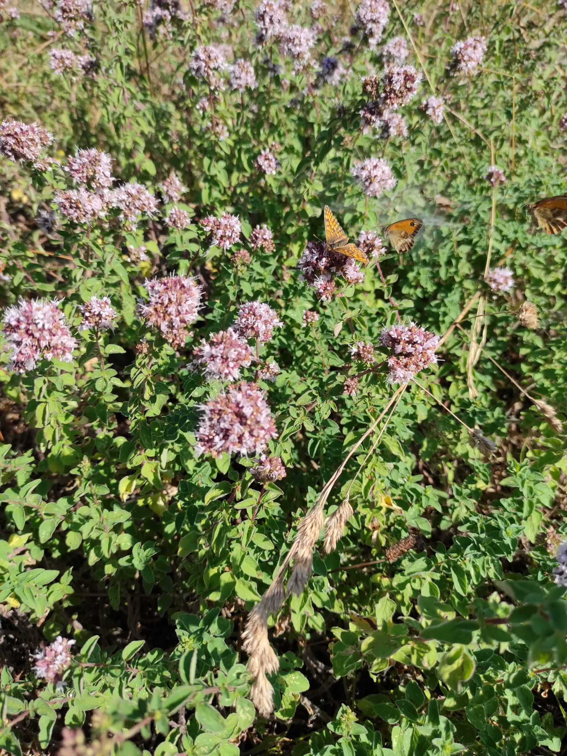 L’Origan Commun : une Herbe Polyvalente