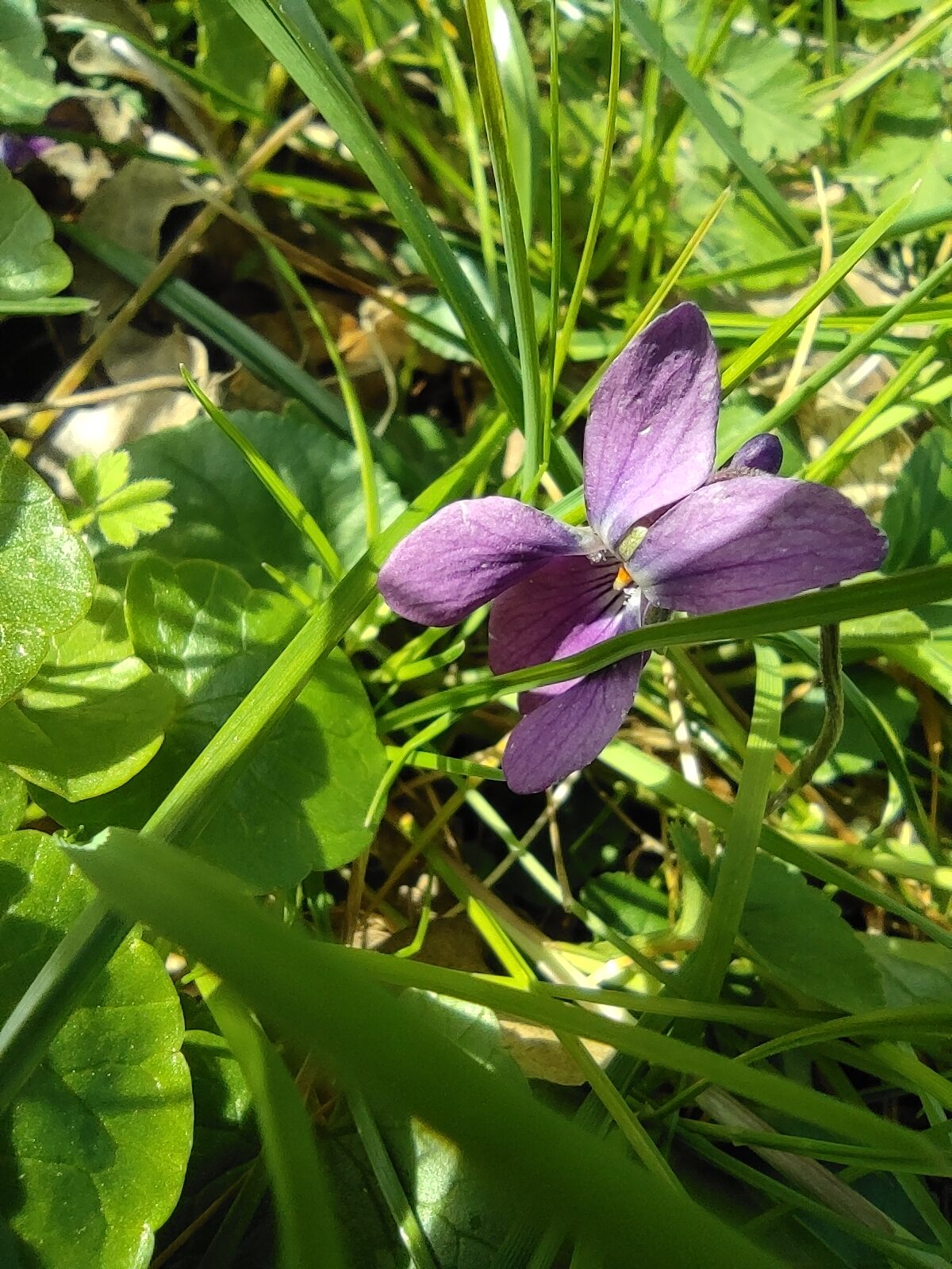 La Violette Odorante